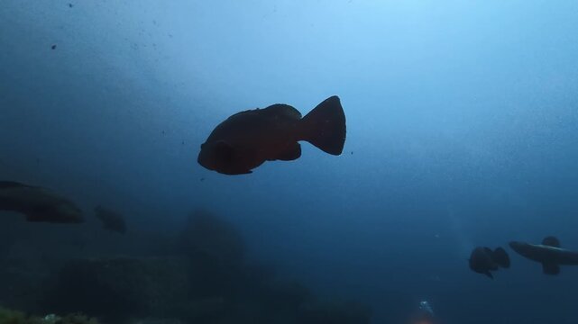 Big groupers swimming in dark blue sea water - Sea life