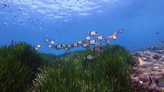 Undersea life - Two banded bream fish shoal in crystal sea waters