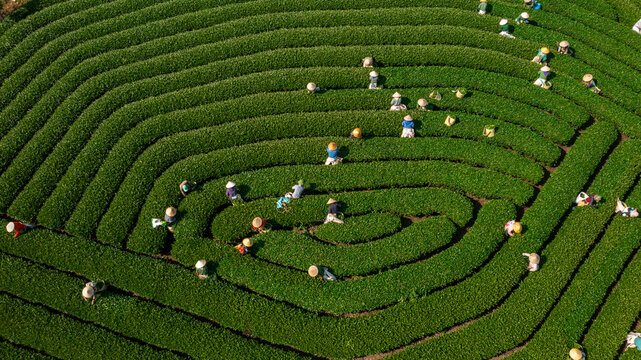 Tea Harvest in Moc Chau Tea Plantation, Son La, Vietnam