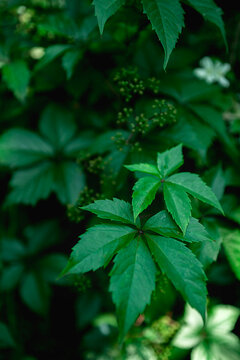 natural background of wild grape leaves with selective focus