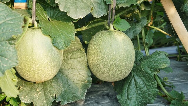 Closeup green organic melon grows in the greenhouse farm