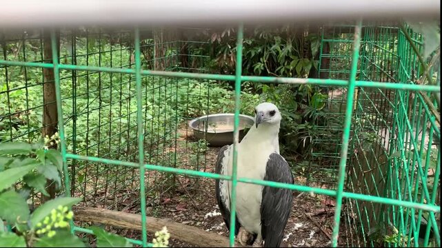 White-bellied Sea eagle inside bird sanctuary at the wildlife park