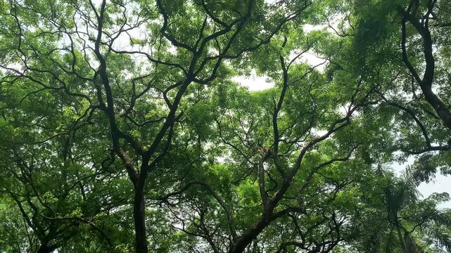 Tree canopy at the forest nature with long branches tranquil background
