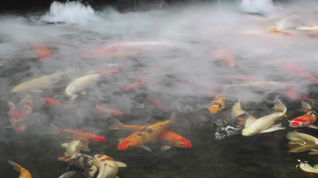 Mesmerizing Underwater Scene of Colorful Koi Fish Surrounded by Serene Mist  