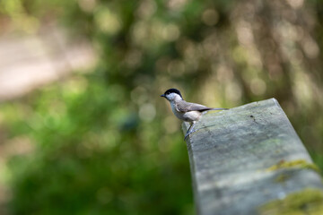 Marsh tit perched on a weathered wooden railing © fluffandshutter