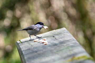 Marsh tit carrying a piece of peanut © fluffandshutter