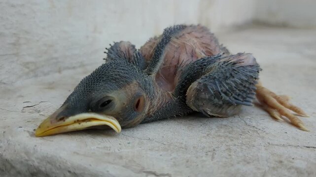 Baby Bird Chick
