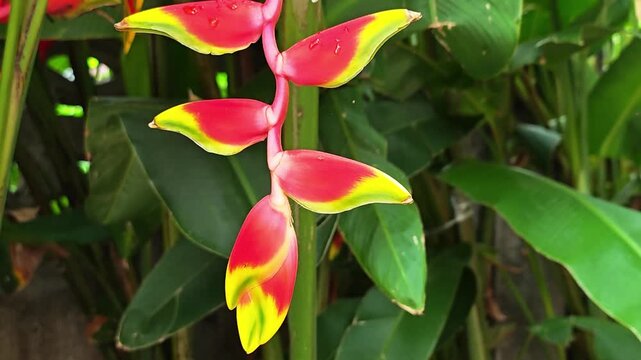Close up of Heliconia rostrata flower in garden.