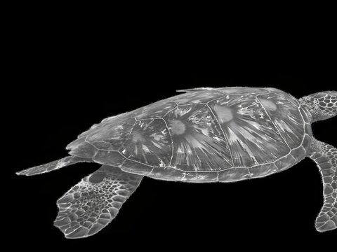 Close-up underwater view of a sea turtle swimming in dark ocean waters with detailed shell texture