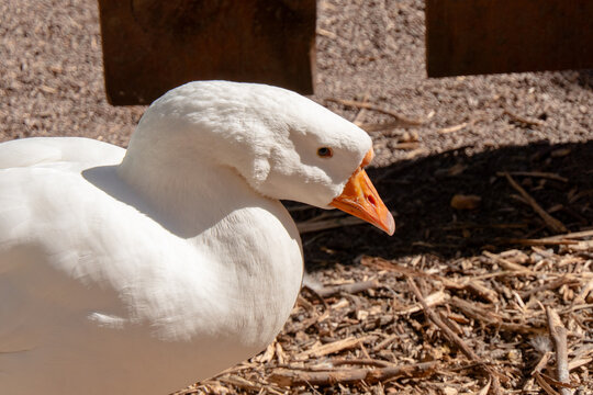 Close-Up Portrait of a White Domestic Goose with Bright Orange Beak on a Sunny Farm