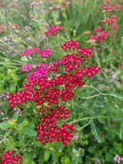Red yarrow in a flowerbed  shot on a mobile phone © Svetlana  Dunaeva