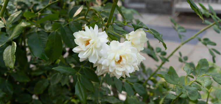 Rosas blancas en jard&iacute;n
