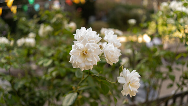 Rosas blancas en jard&iacute;n