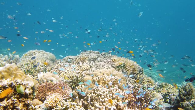 Coral reef underwater with fishes and marine life. Coral reef and tropical fish. Leyte, Philippines.