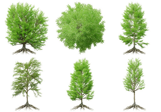 Diverse collection of green leafy trees with visible root systems, presented from various angles.