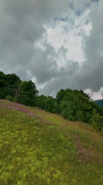 Wild Chamerion angustifolium fireweed willowherb blooming on green mountain slope in Carpathians Ukraine with forest and overcast sky. Organic ivan tea herbal botanical landscape.
