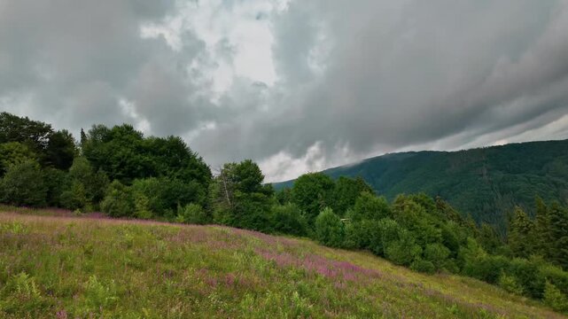 Wild Chamerion angustifolium fireweed willowherb blooming on green mountain slope in Carpathians Ukraine with forest and overcast sky. Organic ivan tea herbal botanical landscape.
