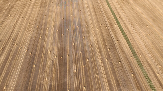 Harvested straw bales hay aerial drone view captures a vast agricultural field freshly bales harvested wheat field common wheat Triticum aestivum, long, precise parallel tracks heavy farm machinery