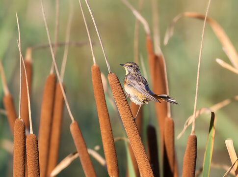 Bluethroat / Luscinia svecica &mdash; juvenile/immature perched vertically on a cattail (Typha) head among reeds