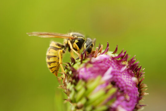 Vespula vulgaris common wasp macro detail germanica paravespula vulgaris species eusocial vespid European wasp yellow jacket perched on a blooming purple thistle bud flower thistle genus Cirsium
