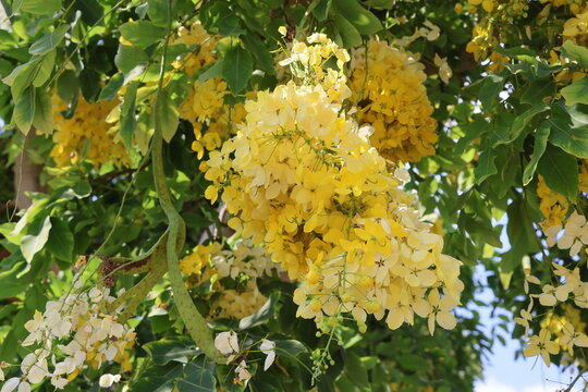 Cassia fistula, Golden Shower Tree, Cassia fistula