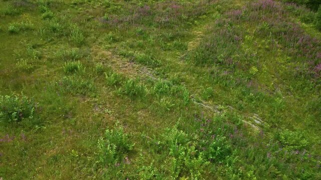 Camera moving over blooming purple Chamerion angustifolium fireweed willowherb flowers in a green mountain meadow in Carpathians Ukraine. Organic ivan tea herbal botanical nature background.