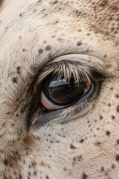 Extreme Close Up Of Speckled Horse Eye