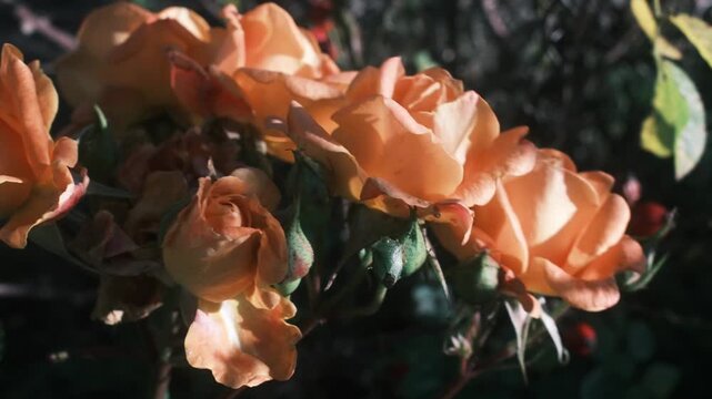 cluster of orange roses and unopened buds against a blurred green background.