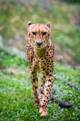 Close-up portrait of a cheetah walking toward the camera through a green natural habitat, showcasing the spotted coat and powerful appearance of this wild cat. © Anastasia