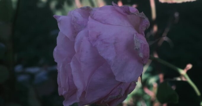 Close up view of a pink rose with soft petals growing on a stem outdoors.