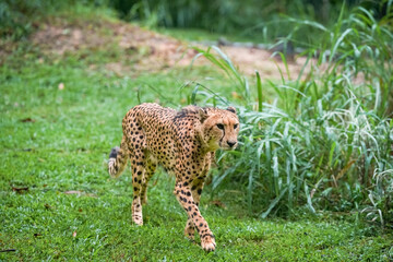 Cheetah walking across green grass near tall vegetation, highlighting the characteristic spotted coat and graceful movement of this iconic African predator. © Anastasia