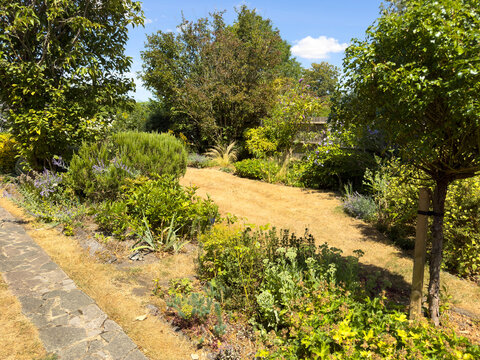 Hampshire England UK. 01.08.2026. A sun-drenched garden path meanders through a variety of green plants and  parched lawn