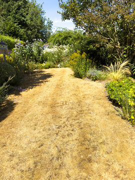 Hampshire England UK. 01.08.2026. English country garden during a dry weather period resulting in a parched lawn with dried grass.