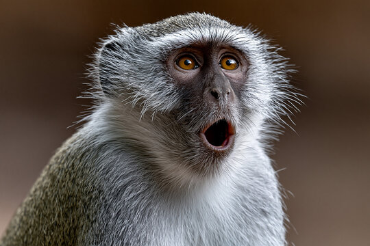 Monkey expressing surprise in natural habitat