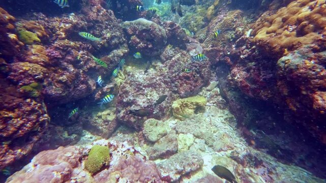 Sergeant Major Fish Schooling in Coral Canyon, Slow Motion, Indonesia