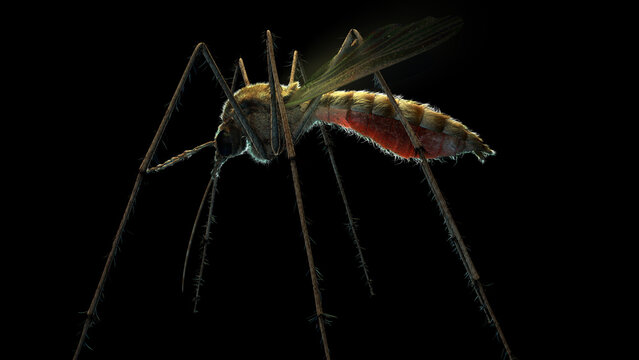 Close up side view of a mosquito with a glowing red abdomen filled with blood after biting, isolated on a black background.
