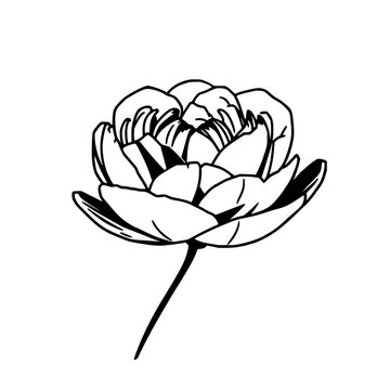 Single continuous line blooming peony illustration featuring minimalist floral design with elegant line art and monochrome stroke