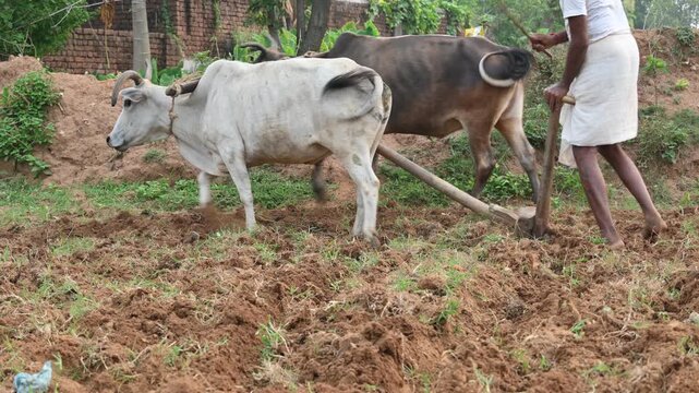 Farmer running a Wooden plow in his field. The farmer is preparing his field for sowing. An old indian farmer running a plow with an ox. A farmer earthen field using a traditional wooden plow pulled.