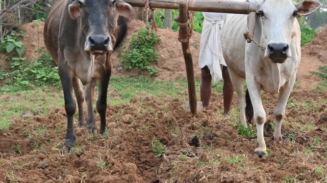 Farmer running a Wooden plow in his field. The farmer is preparing his field for sowing. An old indian farmer running a plow with an ox. A farmer earthen field using a traditional wooden plow pulled.