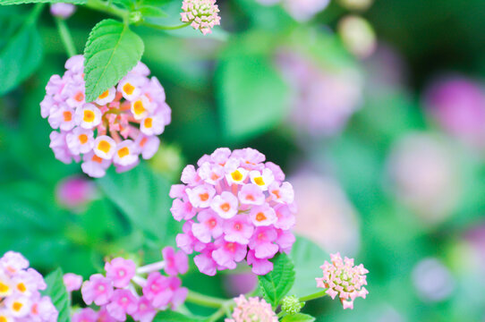Lantana camara L, Cloth of gold or Hedge flower or Lantana or Weeping lantana or White sage or VERBENACEAE or pink flower