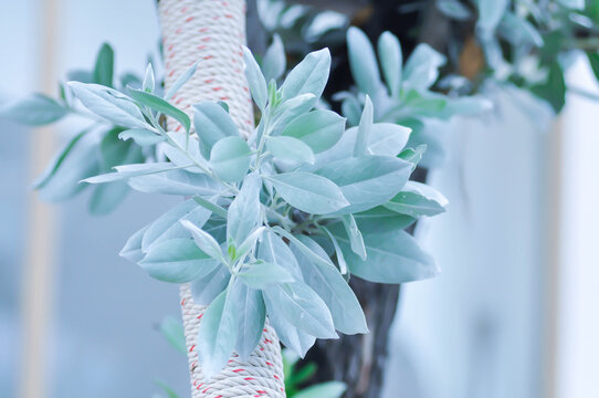 Silver Leaved Buttonwood or Conocarpus erectus var sericeus Fors ex DC or Combretaceae or silver leaf