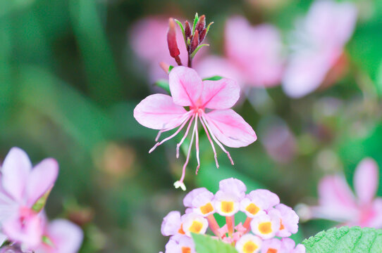 Butterfly Gaura, Gaura lindheimeri Engelm and A Gray or ONAGRACEAE or Siskiyou Pink or Gaura or Wandflower or pink flower