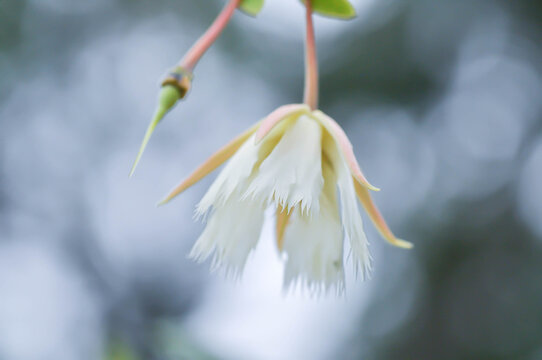 Elaeocarpus grandiflorus Sm, Fairy petticoats or Lily of the valley or ELAEOCARPACEAE or white flower