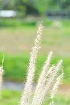 Chinese fountain grass or Fountain Grass or Chinese pennisetum or Dwarf fountain grass or foxtail fountain grass, Pennisetum or Poaceae plant or grass flower or African Fountain Grass