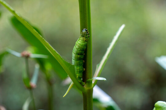 Green hornworm caterpillar climbing a plant stem in horizontal macro shot. Garden pest and larva concept with soft copy space background.