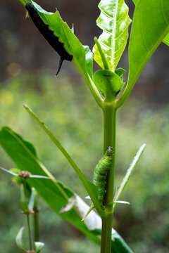 Vertical shot of green caterpillar climbing stem with black horned caterpillar hanging under damaged leaf in background. Two caterpillars on one plant.