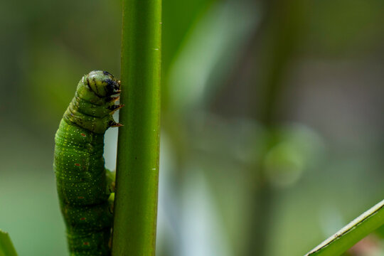 Green caterpillar crawling up a plant stem in horizontal macro view with soft green copy space background. Wildlife and larva concept.