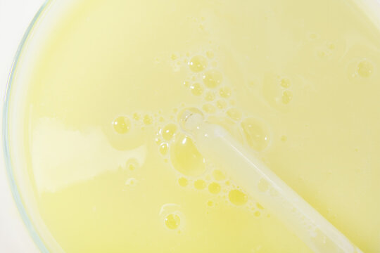 Glass Pipette Dropper Dispending Yellow Cosmetic Essence into Petri Dish