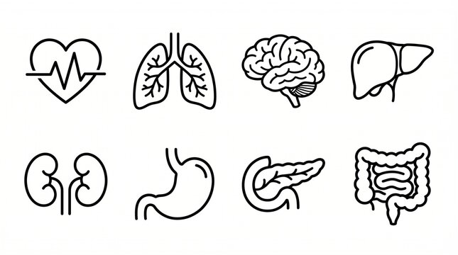 Human organ line icons with heart ECG, lungs, brain, liver, kidneys, stomach, pancreas, intestines, medical anatomy healthcare symbols.