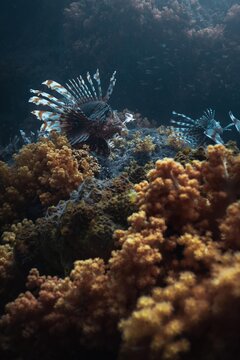 clown fish in aquarium